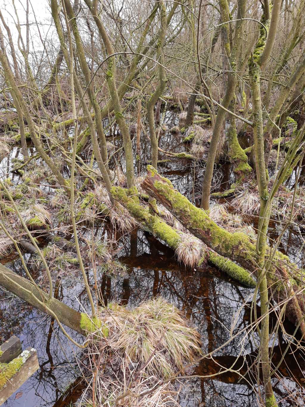 steinhuder meer meerbruch mangroven